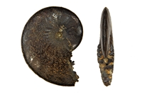 Aconoceras nisus